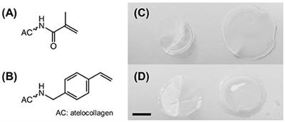 Monomer-Induced Customization of UV-Cured Atelocollagen Hydrogel Networks